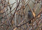 nederlandse vogels